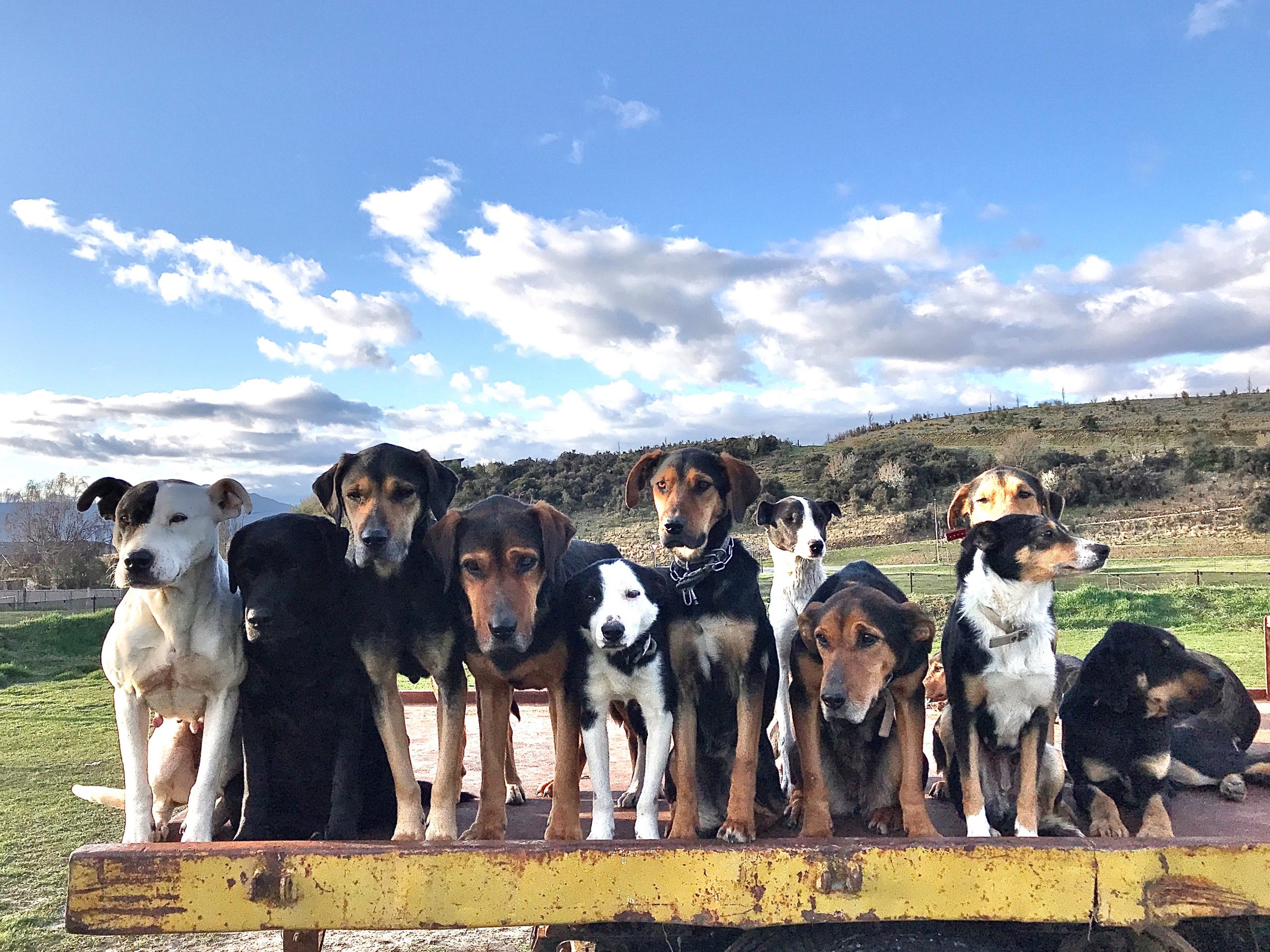 Dogs of Luggate Showcase your beautiful pooches Harcourts Balclutha Resources Harcourts