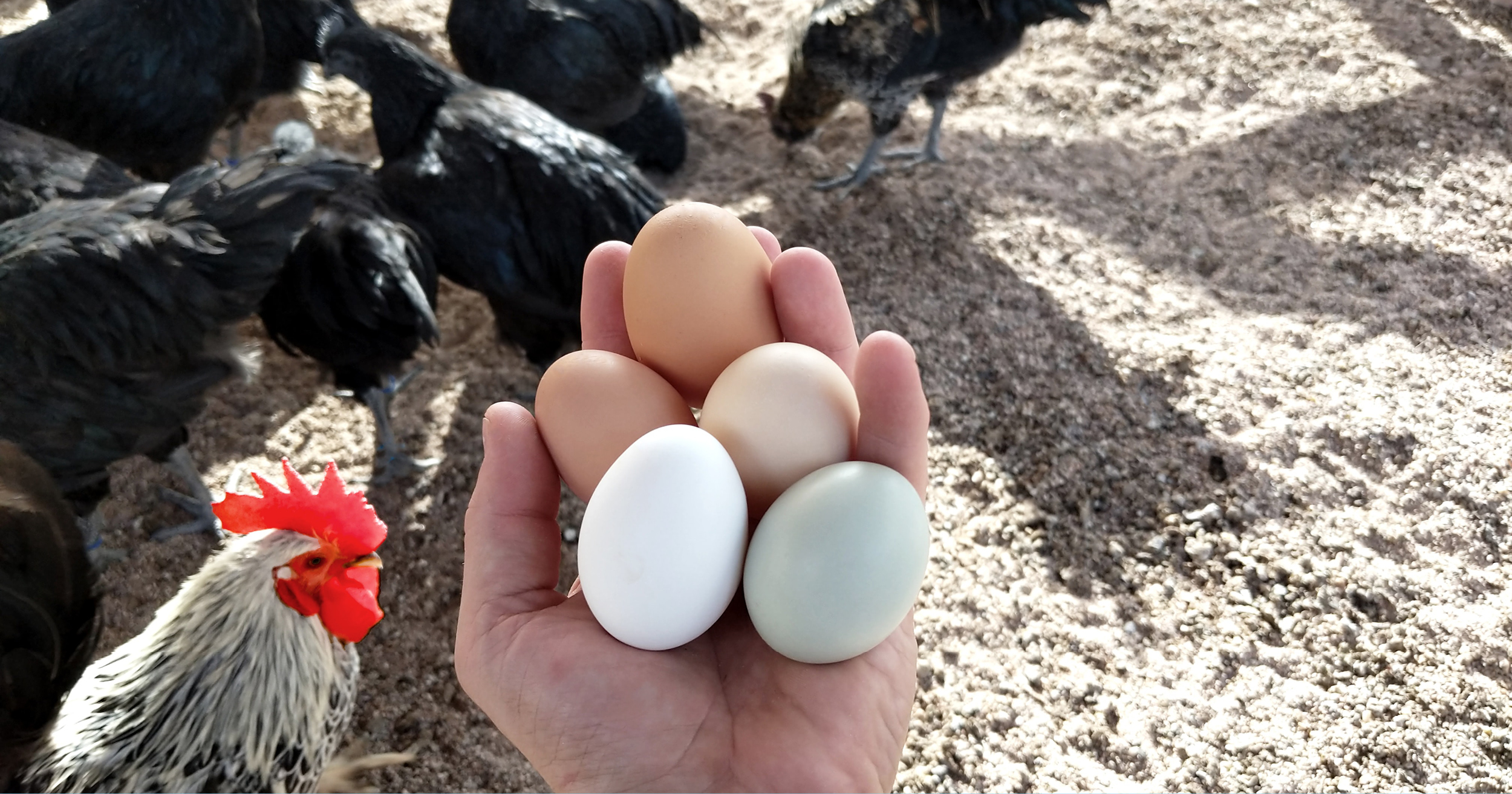 Eggciting times Resources Harcourts New Zealand